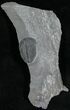 Elrathia Trilobite In Matrix - Utah #6720-1